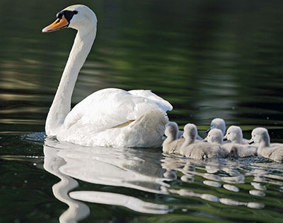 swan